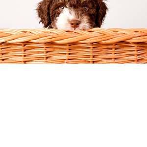 Meet your Posher, Orli